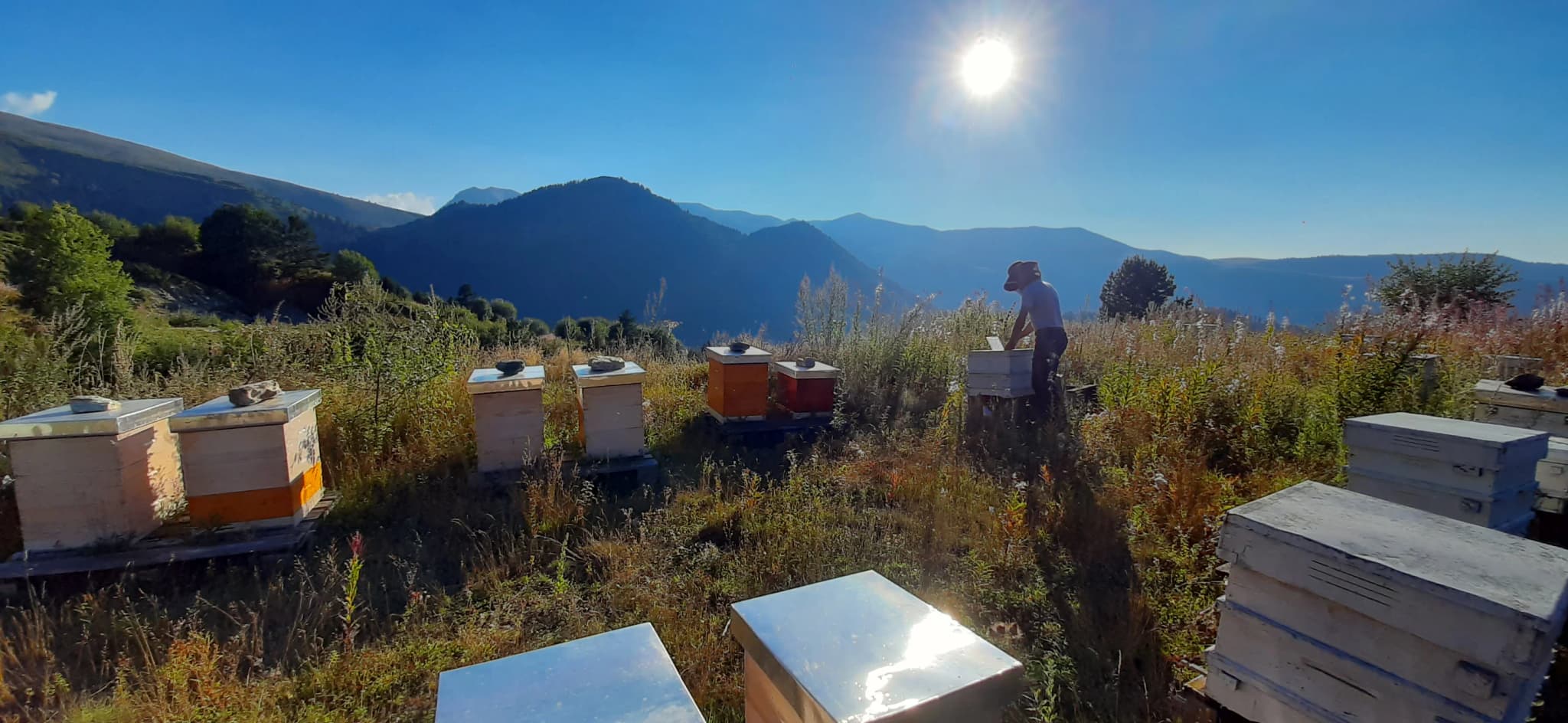 Bee Farm Alchinov